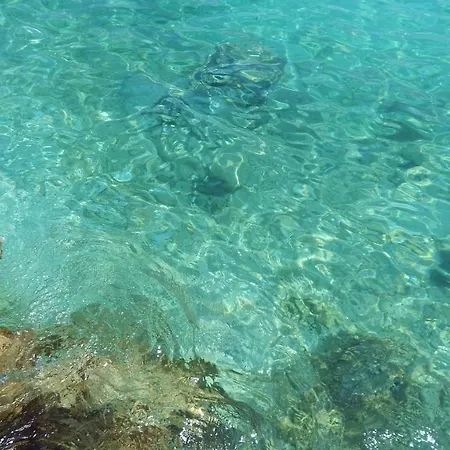 Palma *